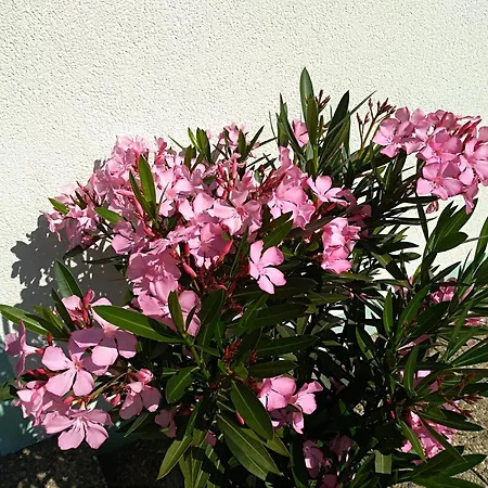 公寓 赫萨特尔公寓 *