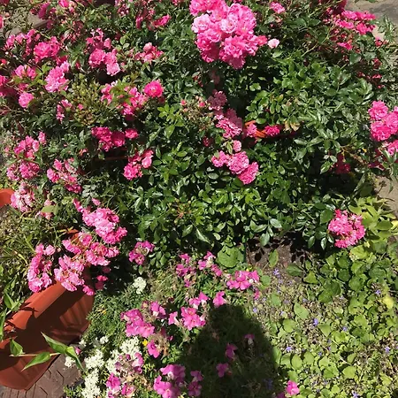 Haus Hoher Sattel Apartment *