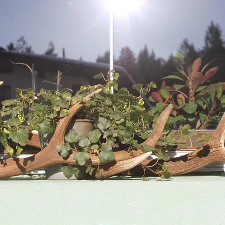 赫萨特尔公寓 * 洛伊塔施