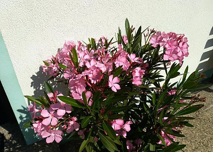 Apartmán Haus Hoher Sattel *