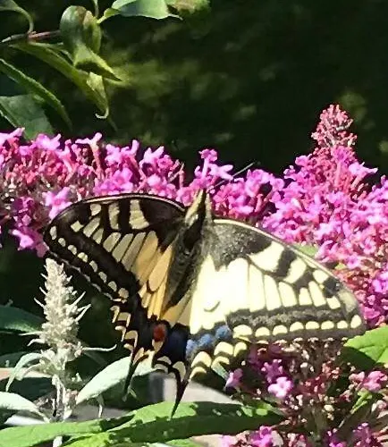 Haus Hoher Sattel Leutasch